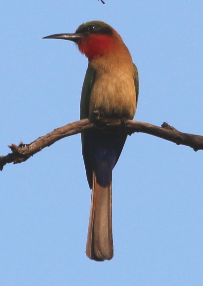 Red-throated Bee-eater - ML109588271