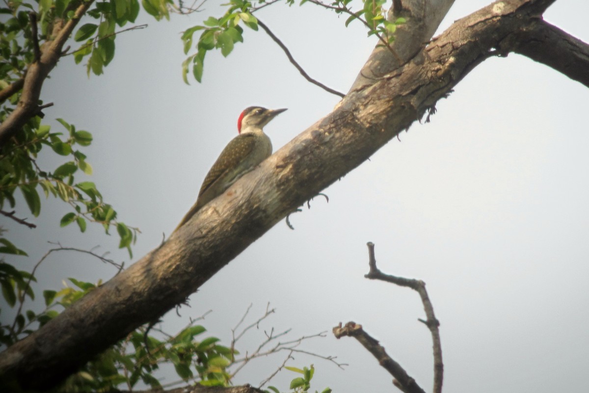 Fine-spotted Woodpecker - ML109588361