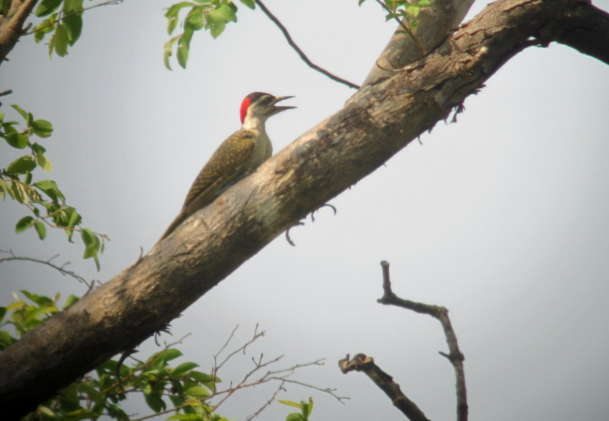 Fine-spotted Woodpecker - ML109588381