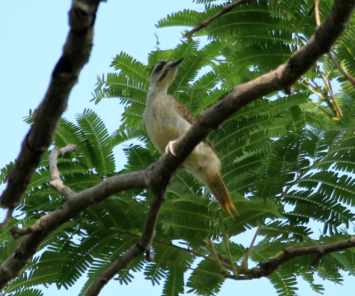 Fine-spotted Woodpecker - ML109588411