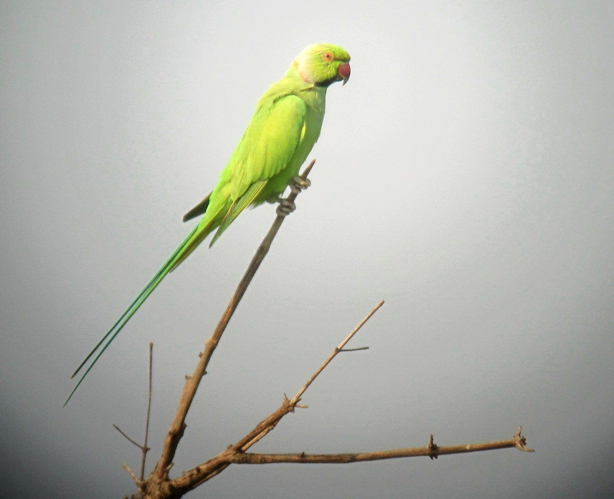 Rose-ringed Parakeet - John Drummond