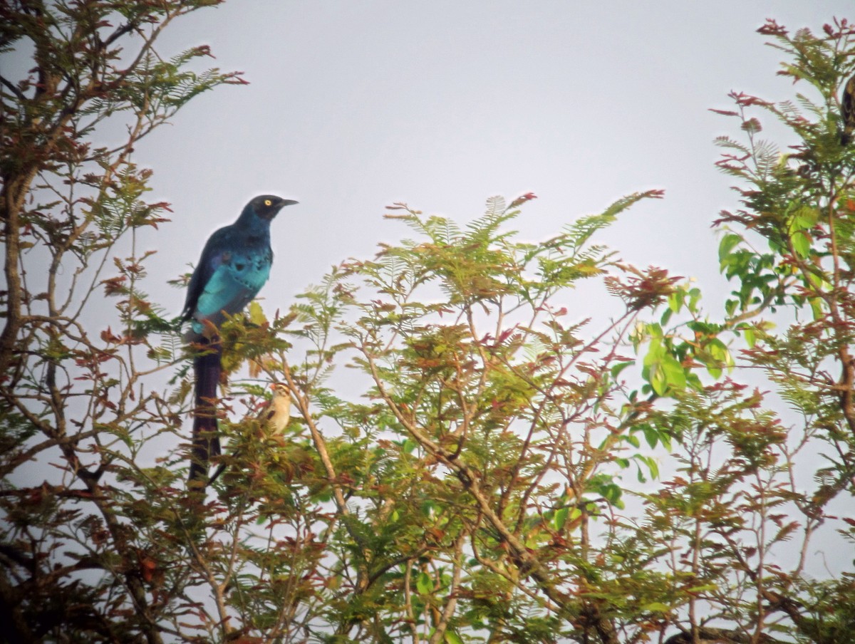 Long-tailed Glossy Starling - ML109589151
