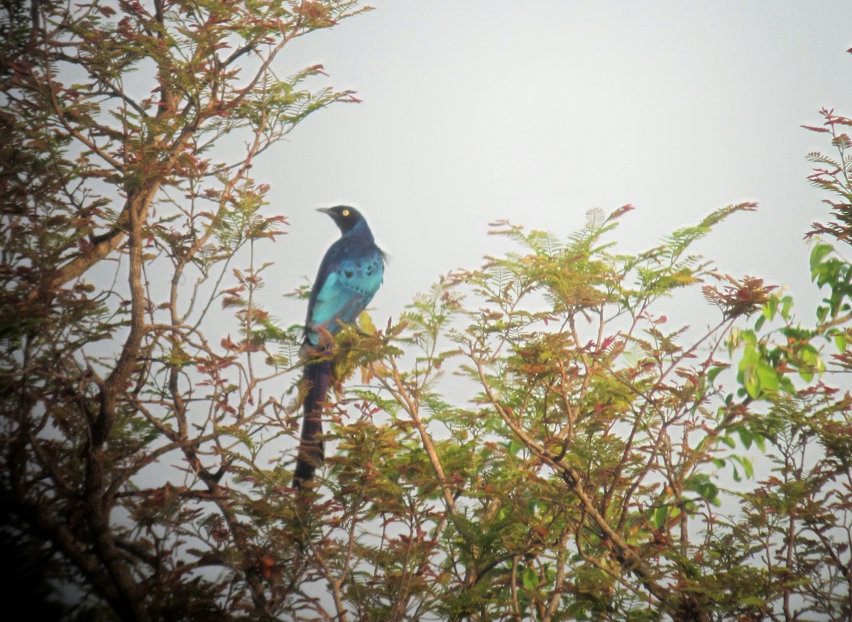 Long-tailed Glossy Starling - ML109589171