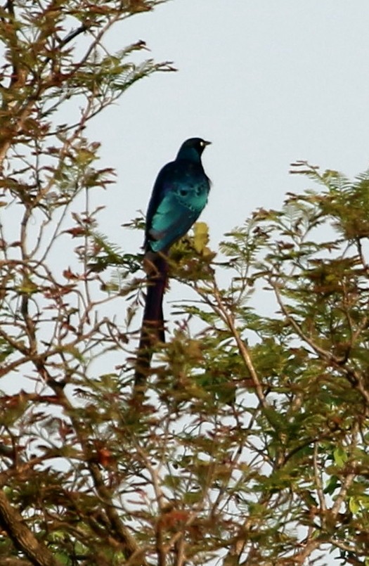 Long-tailed Glossy Starling - ML109589221
