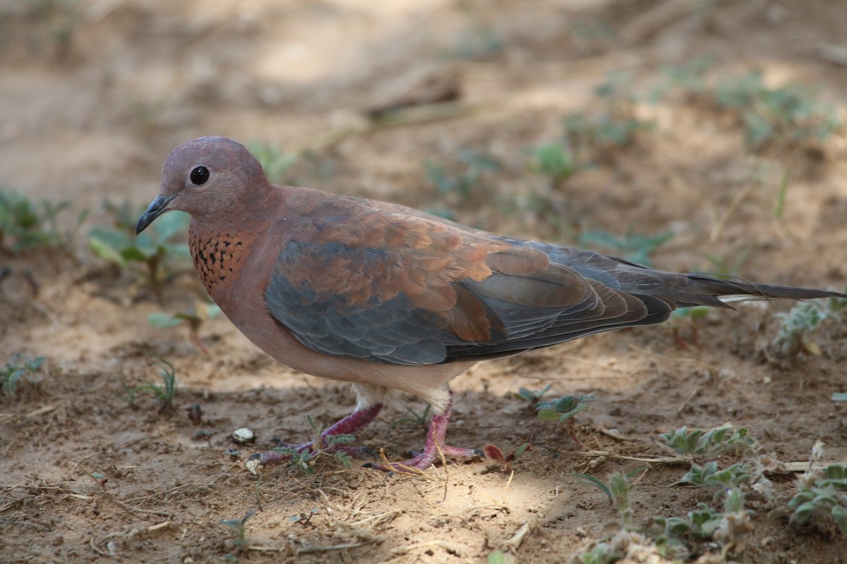 Laughing Dove - ML109589551