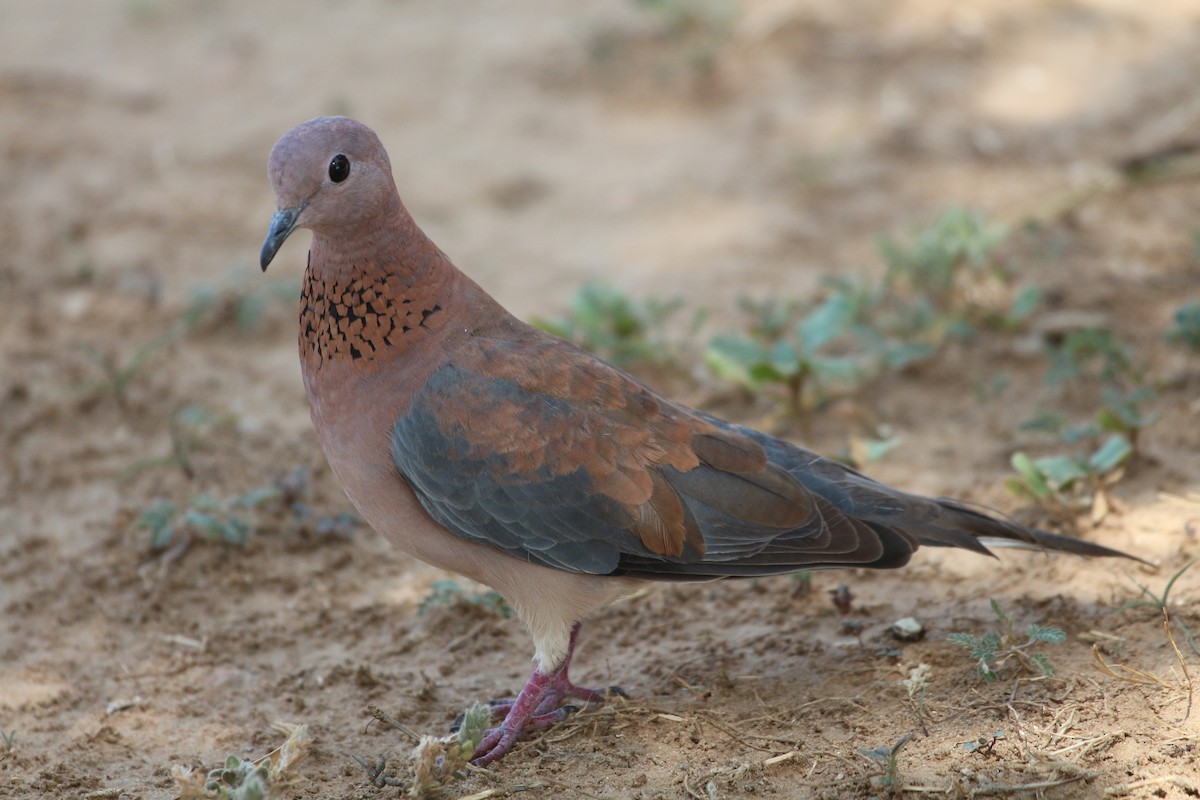 Laughing Dove - ML109589711