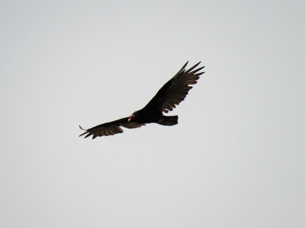 Turkey Vulture - Paul Hyde