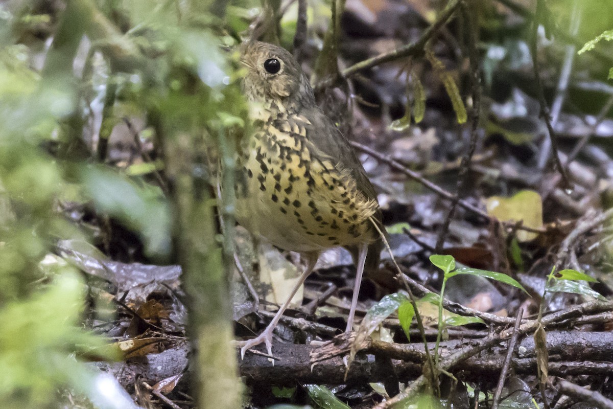 Speckle-breasted Antpitta - ML109592021