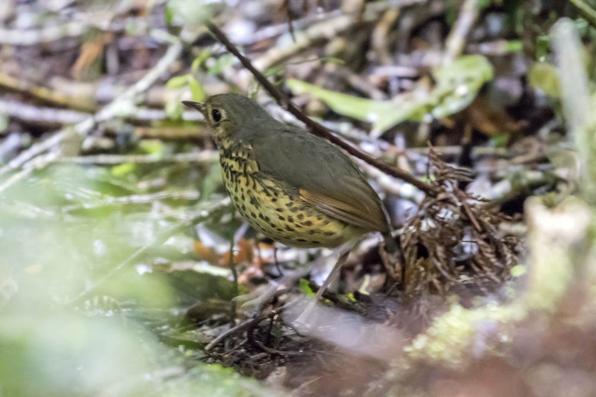 Speckle-breasted Antpitta - ML109592041