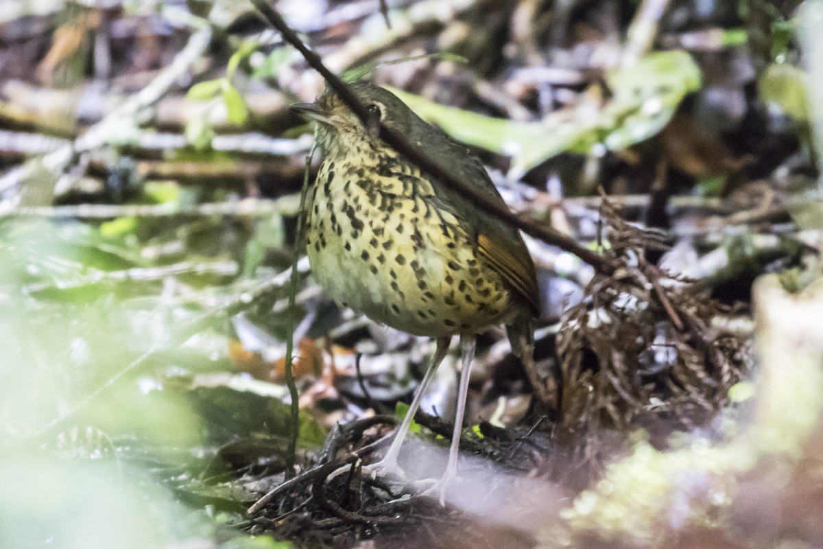 Speckle-breasted Antpitta - ML109592051