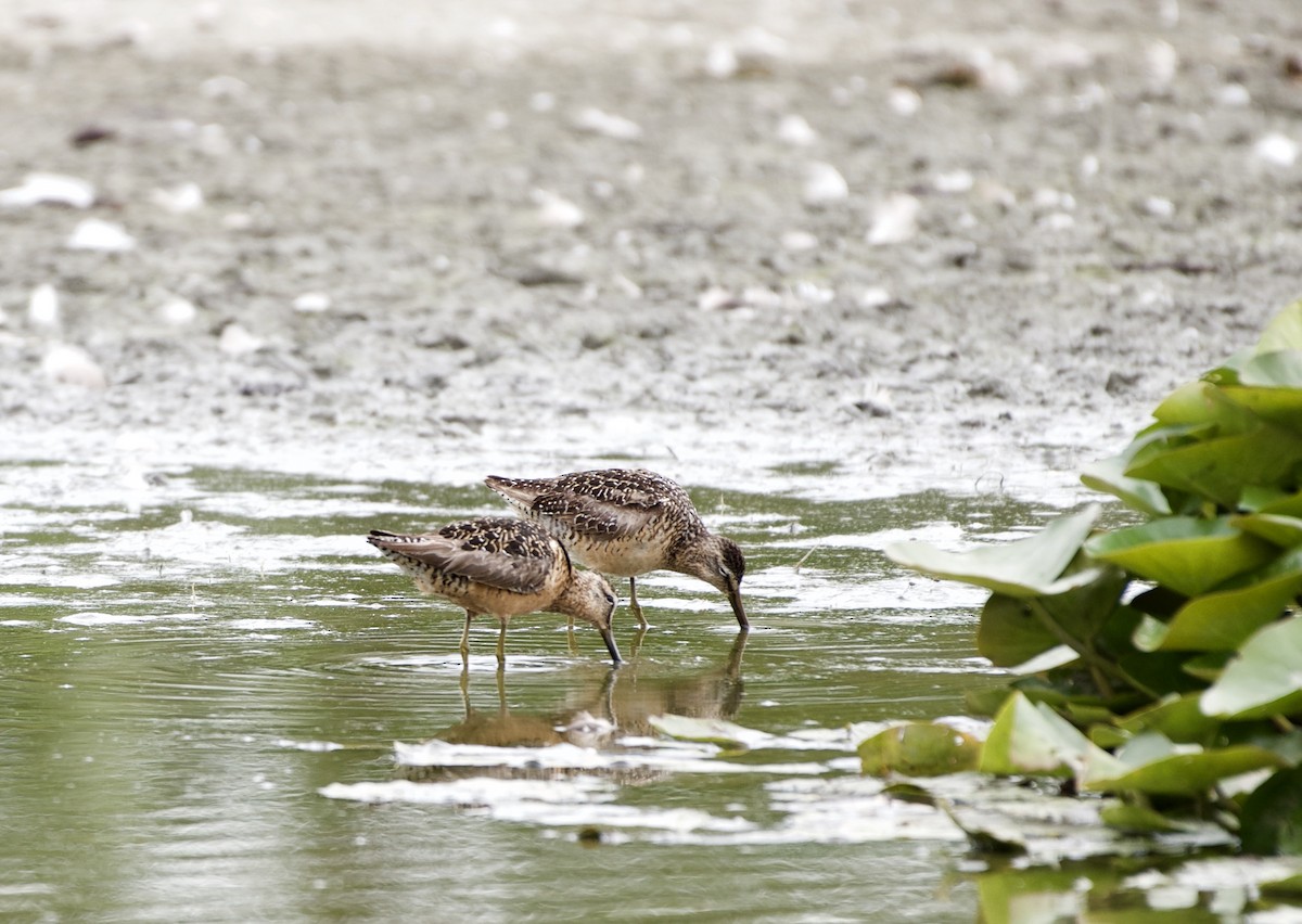 Long-billed Dowitcher - ML109592071