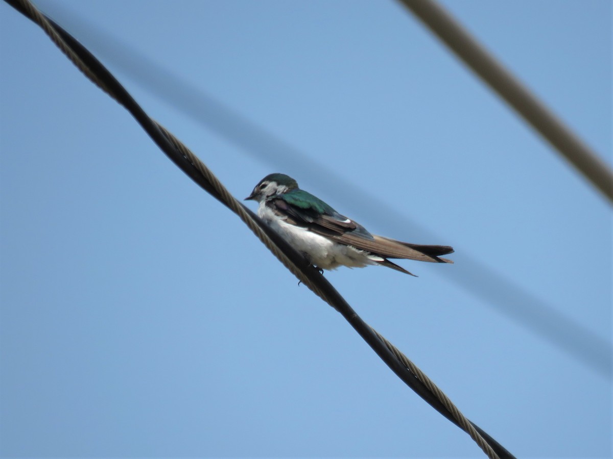 Violet-green Swallow - Paul Hyde