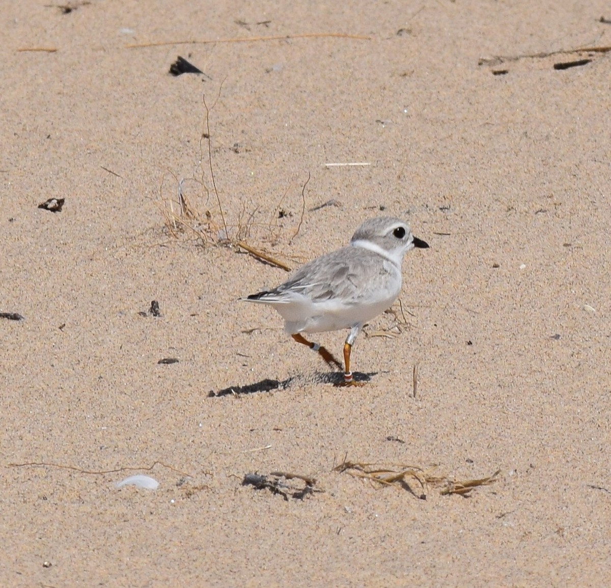 Piping Plover - Ed DeVries