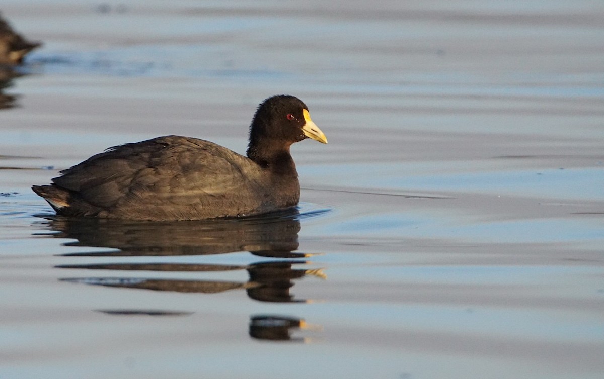 White-winged Coot - marcelo muñoz