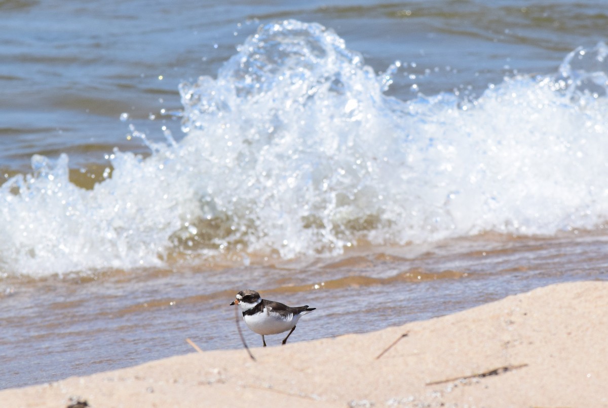Semipalmated Plover - Ed DeVries