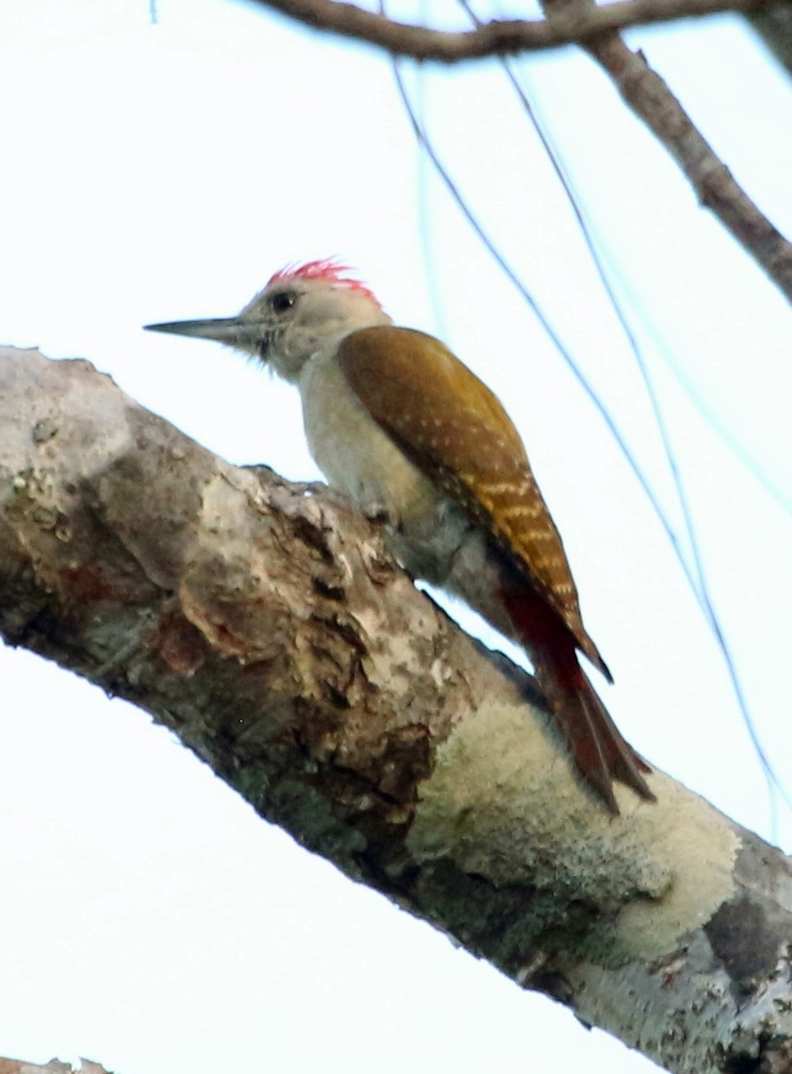 African Gray Woodpecker - John Drummond