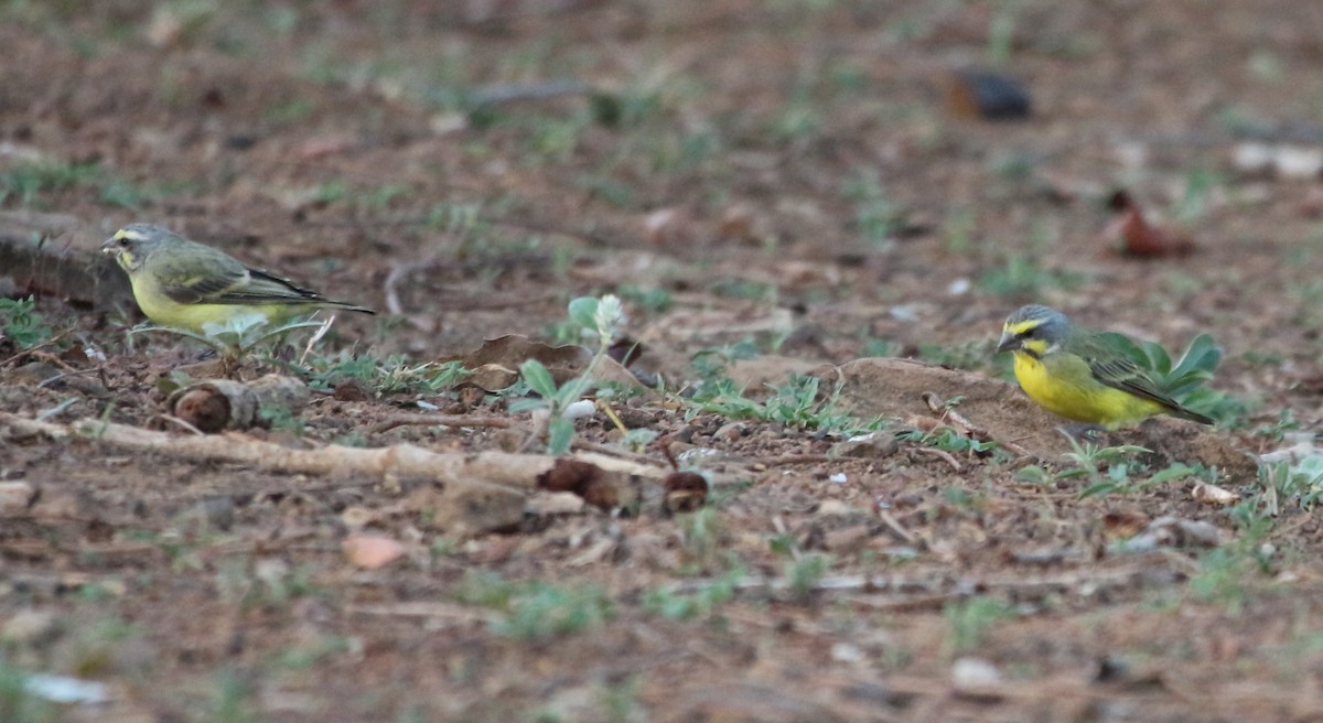 Yellow-fronted Canary - John Drummond