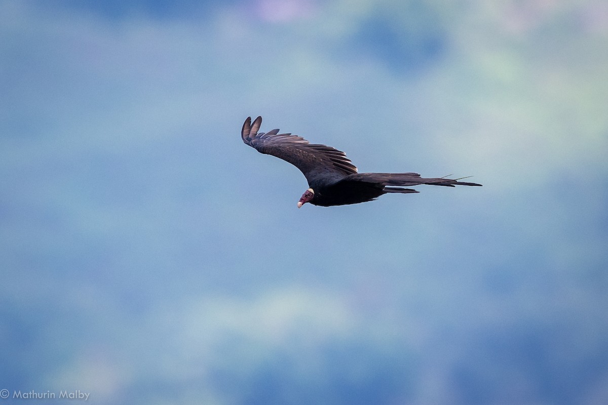 Turkey Vulture - Mathurin Malby