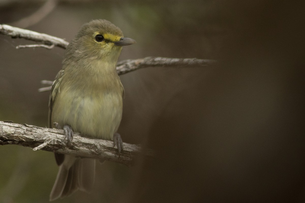 Thick-billed Vireo - ML109598651