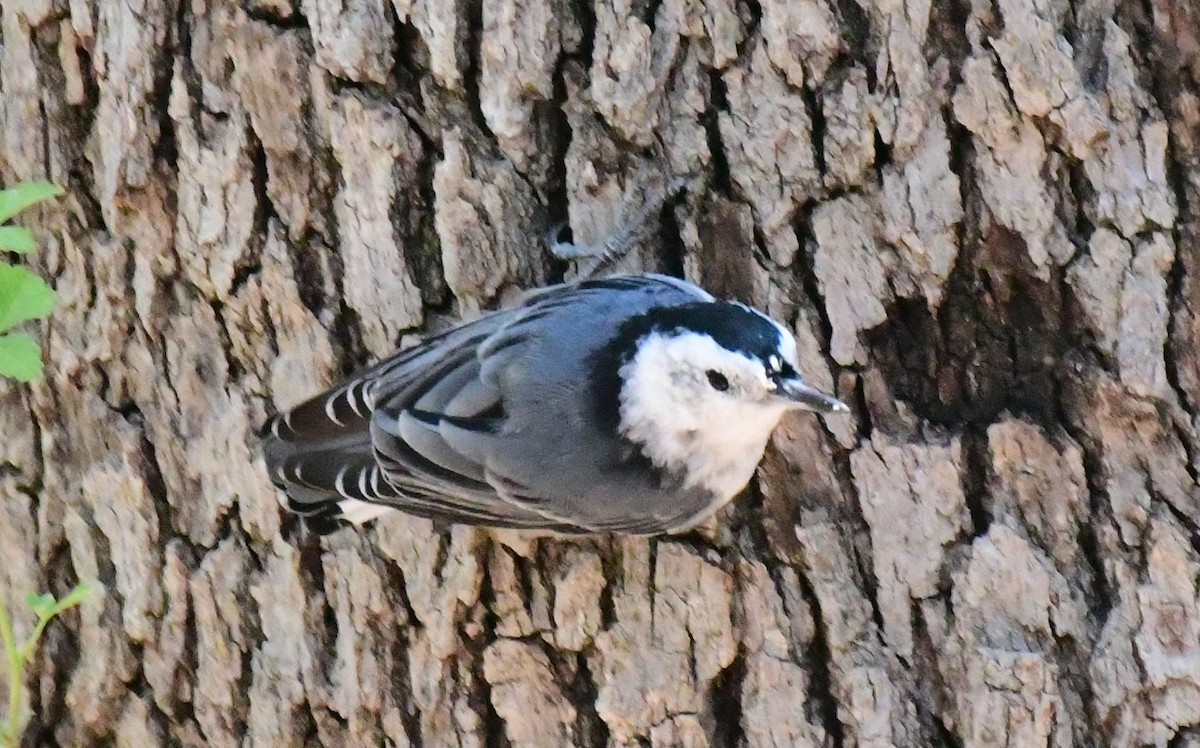 White-breasted Nuthatch - James Bozeman