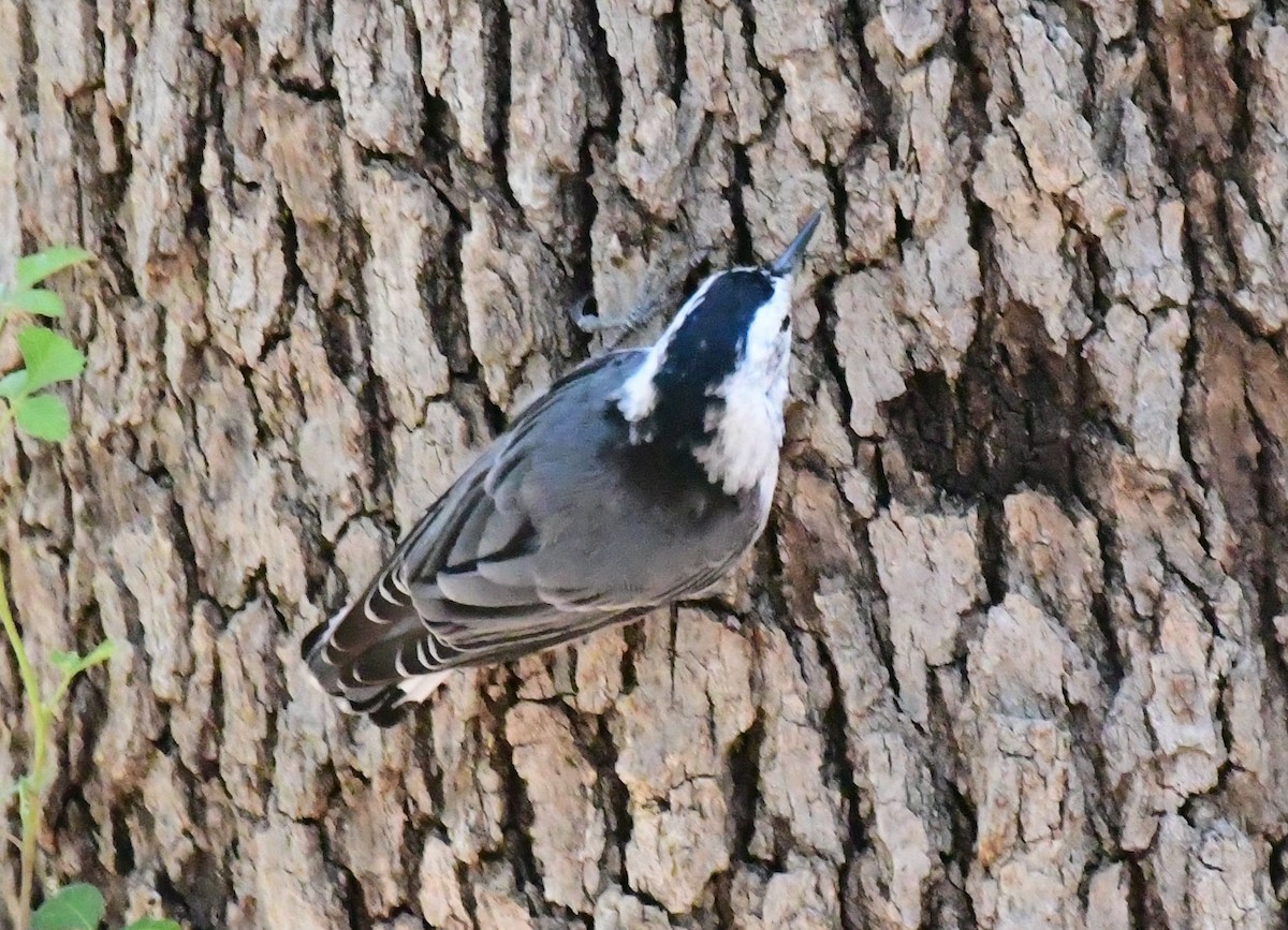 White-breasted Nuthatch - ML109601411