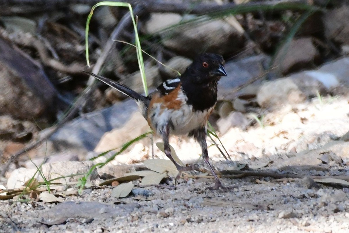 Spotted Towhee - ML109602431