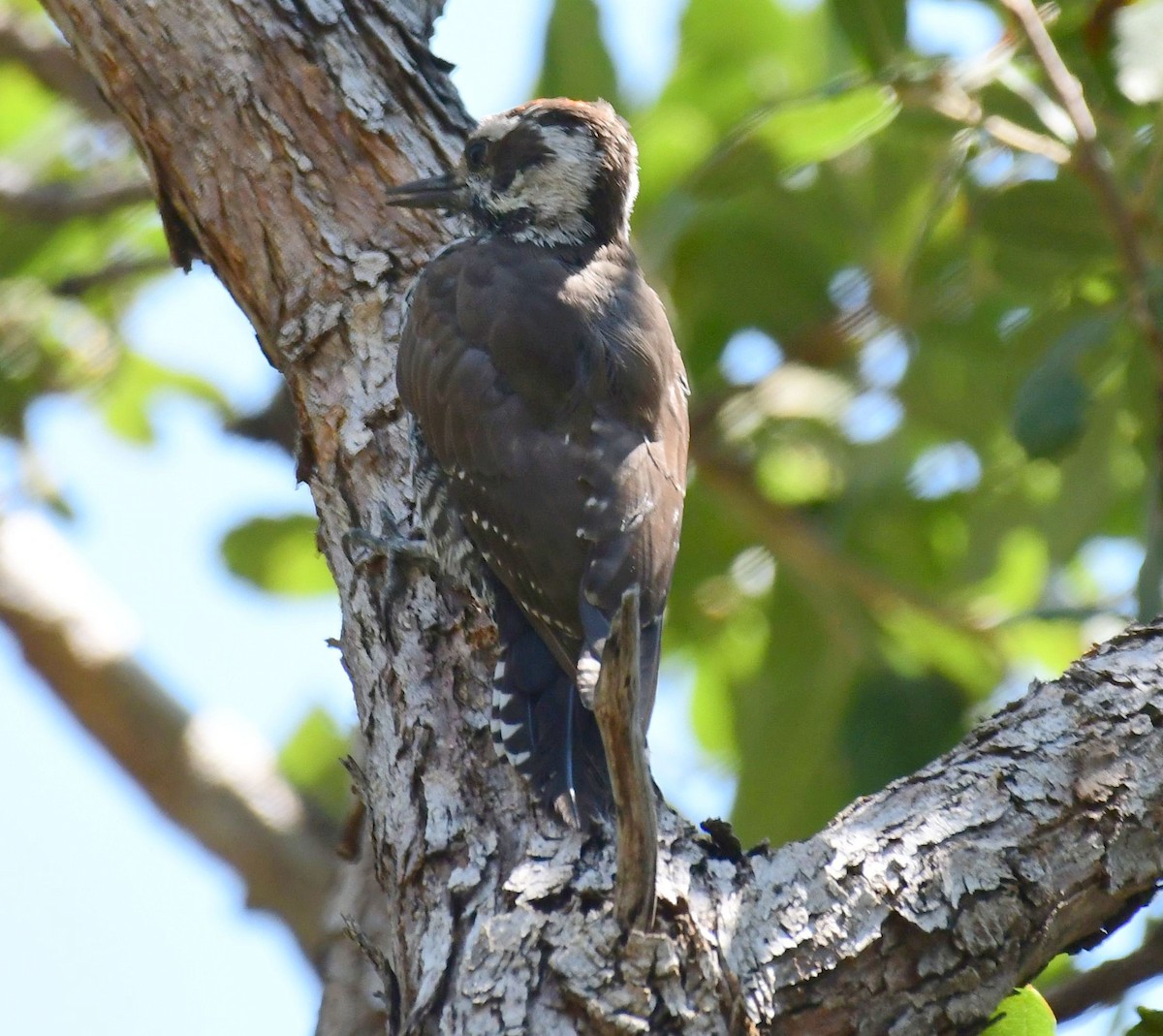 Arizona Woodpecker - ML109603681