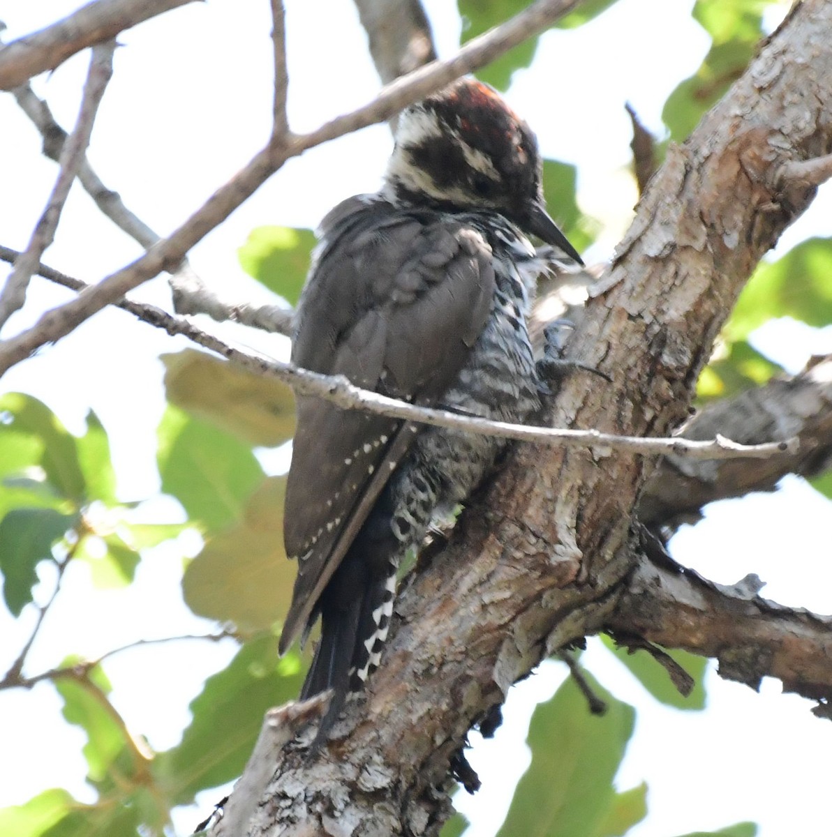 Arizona Woodpecker - ML109603731