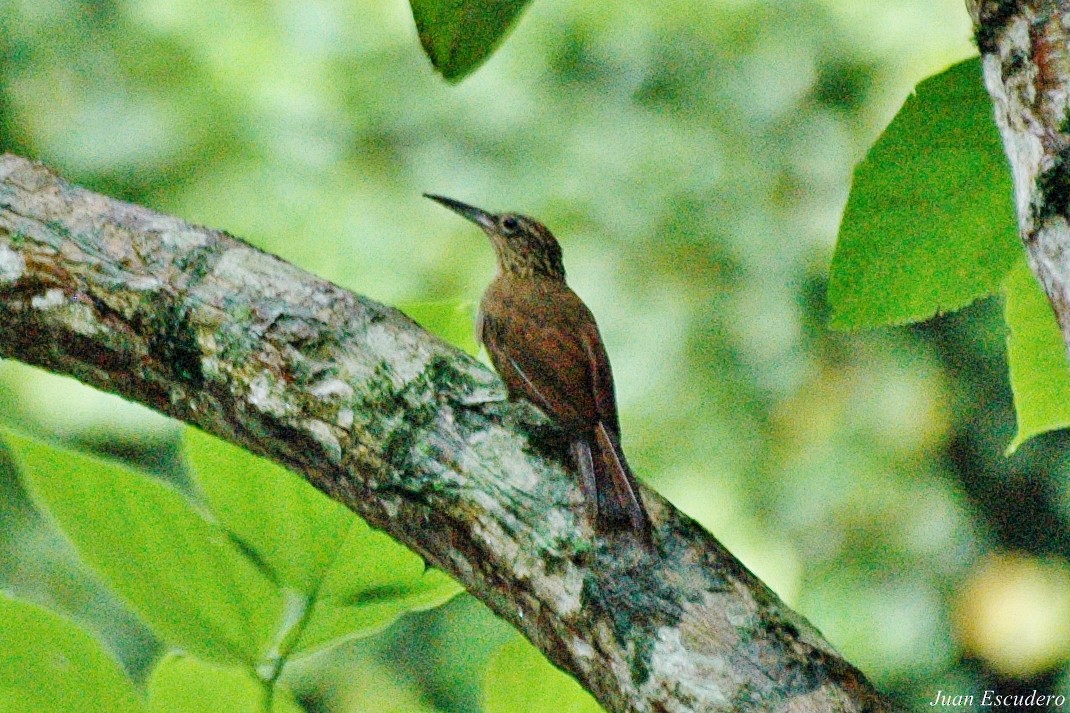 Strong-billed Woodcreeper - ML109605011