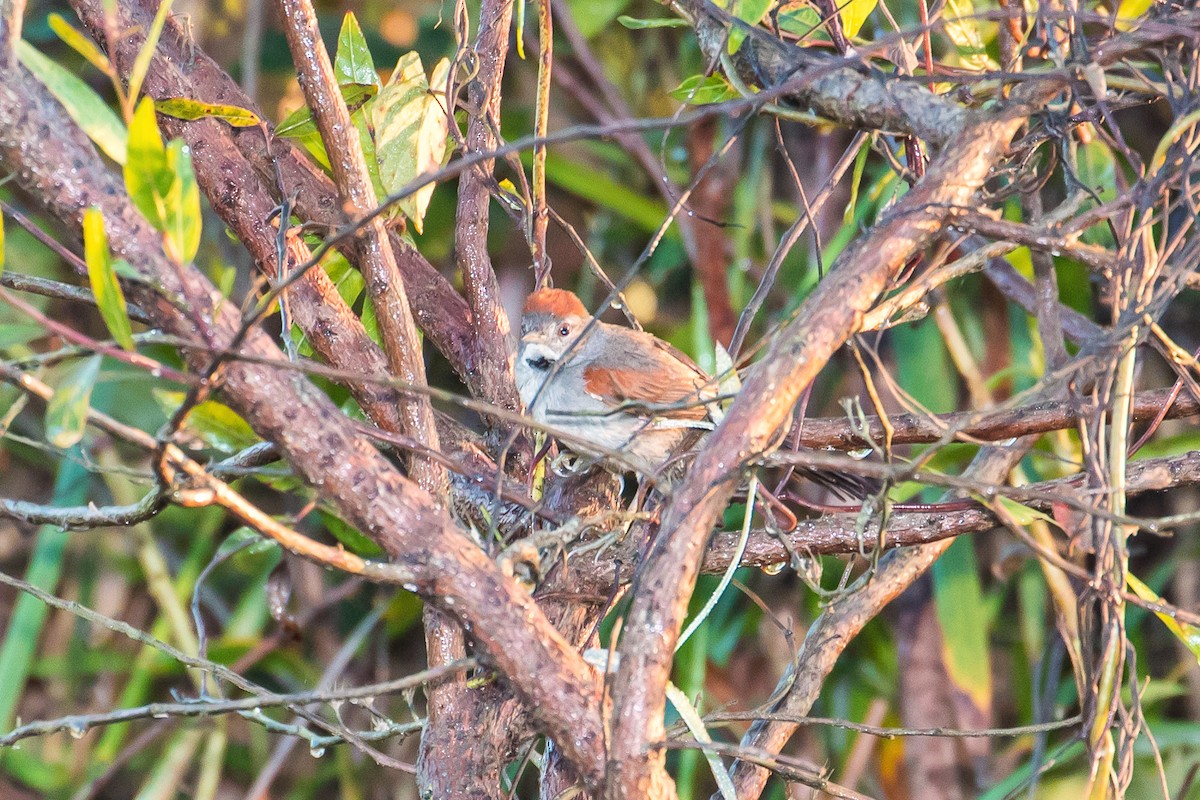 Cinereous-breasted Spinetail - graichen & recer