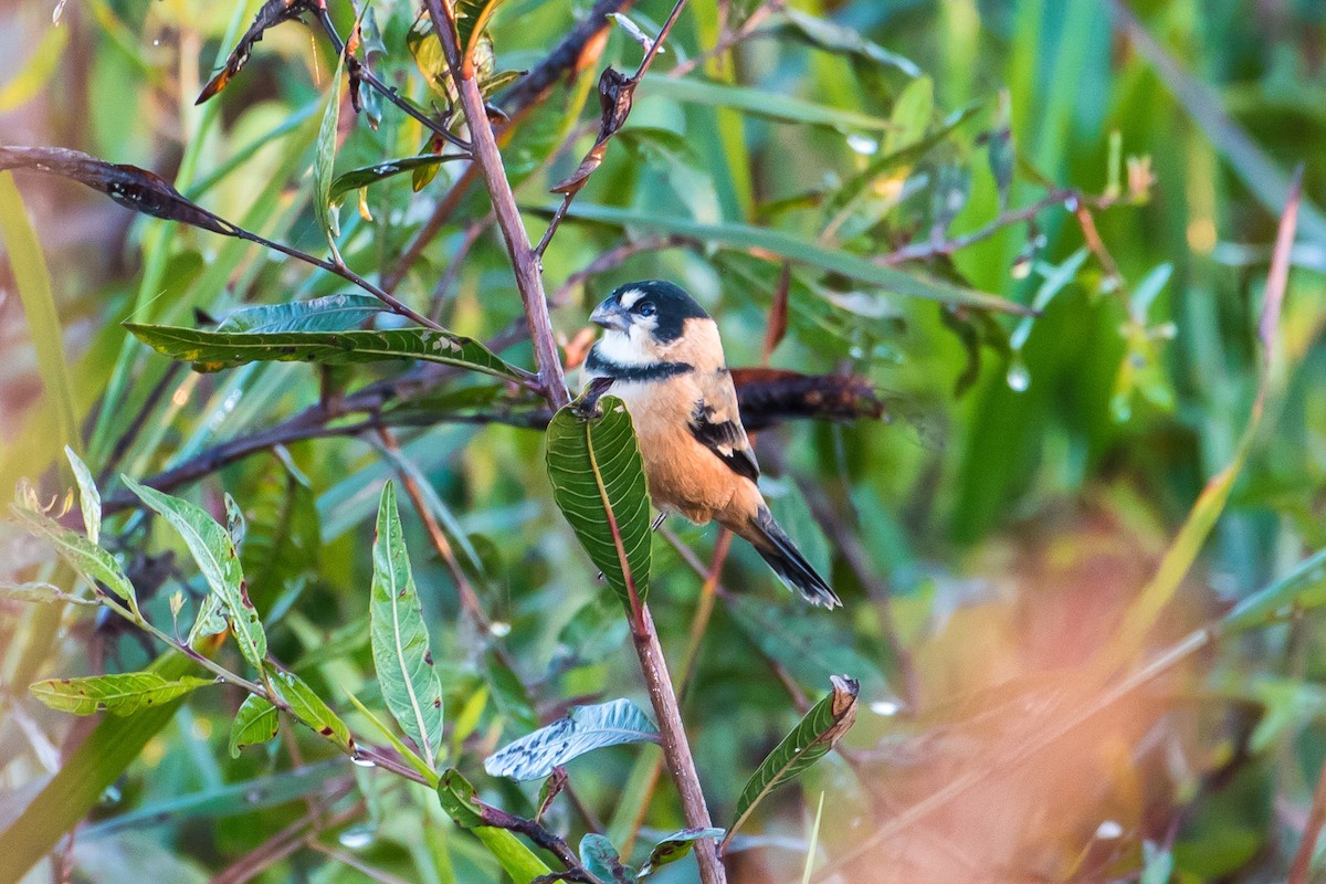 Rusty-collared Seedeater - ML109605691