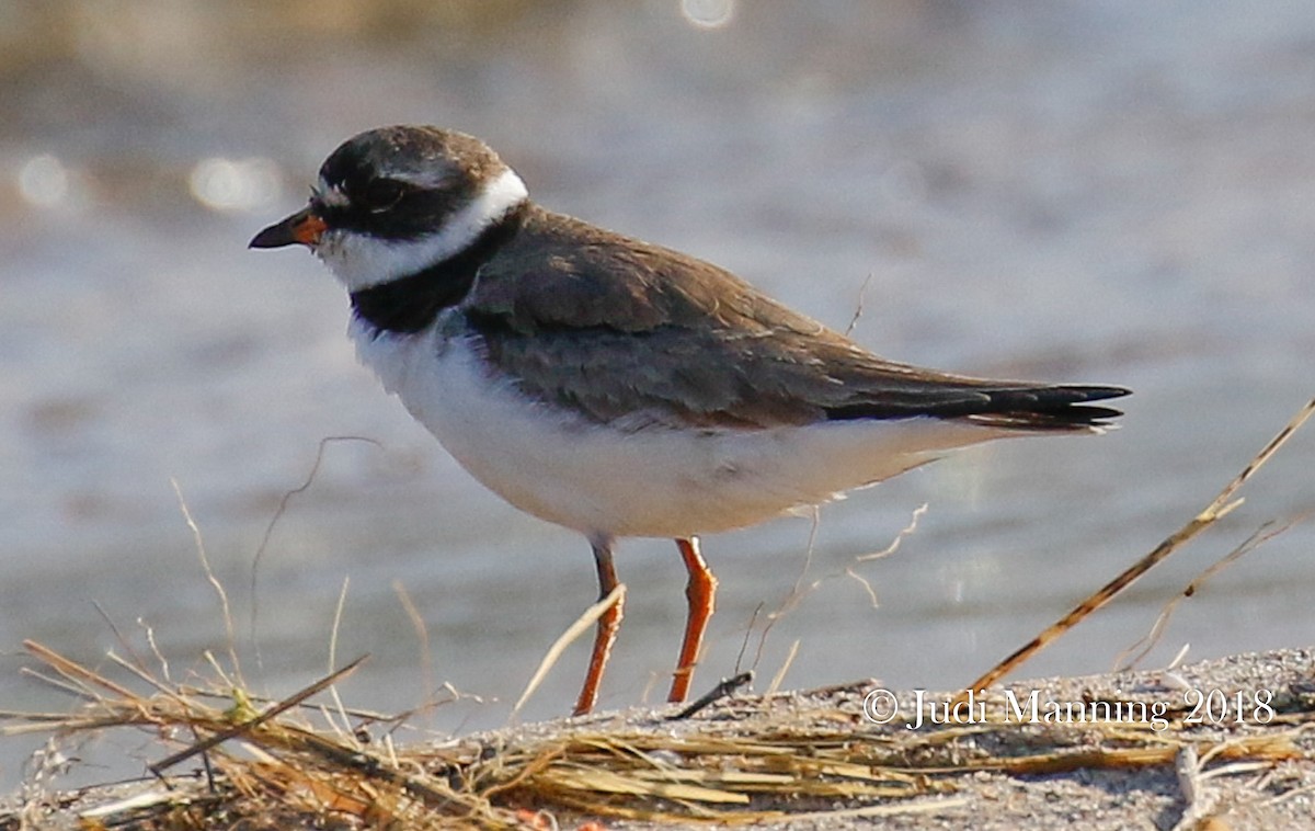 Semipalmated Plover - ML109608301