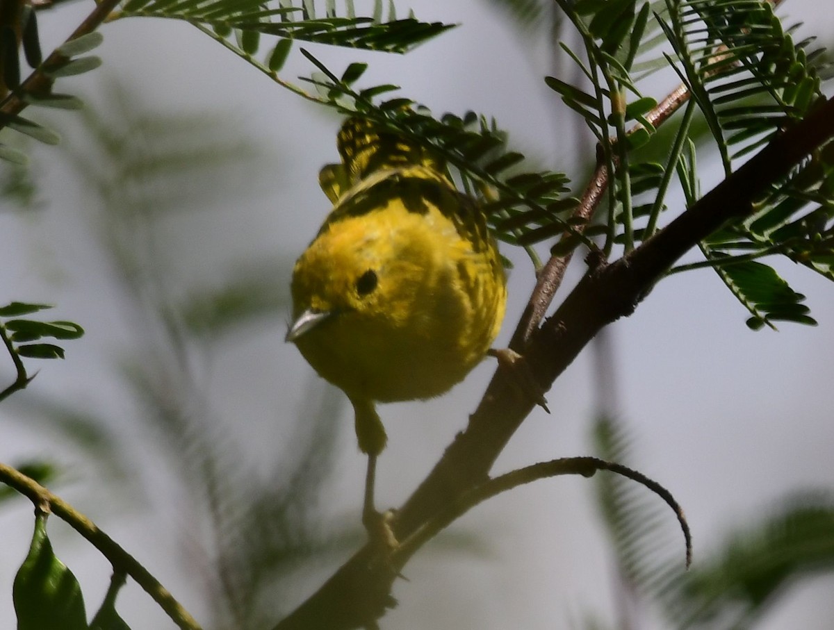 Yellow Warbler - James Bozeman