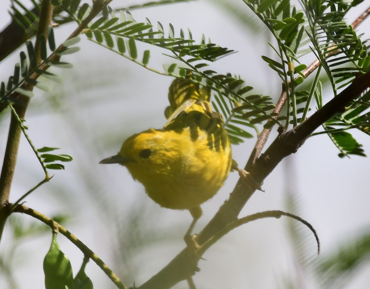 Yellow Warbler - James Bozeman