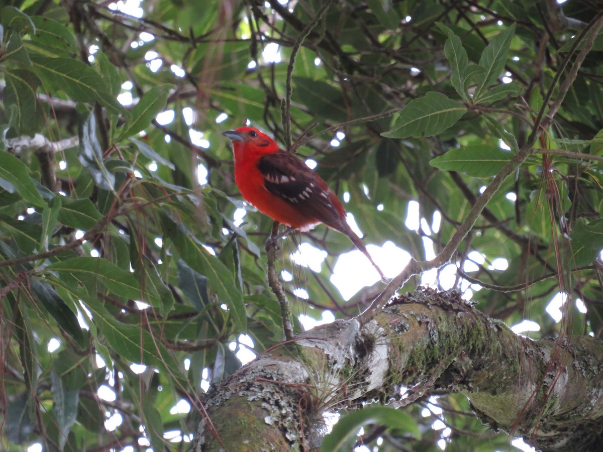 Flame-colored Tanager - Robert Broz -GringoTours-Birding tours and more