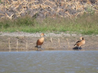Fulvous Whistling-Duck, ML109611551