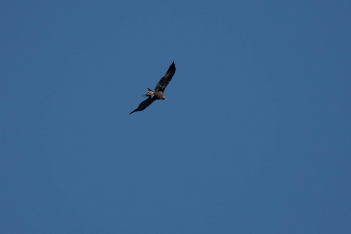 Wedge-tailed Eagle - ML109613321