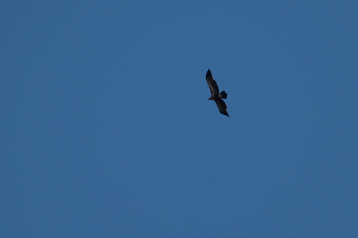Wedge-tailed Eagle - ML109613351