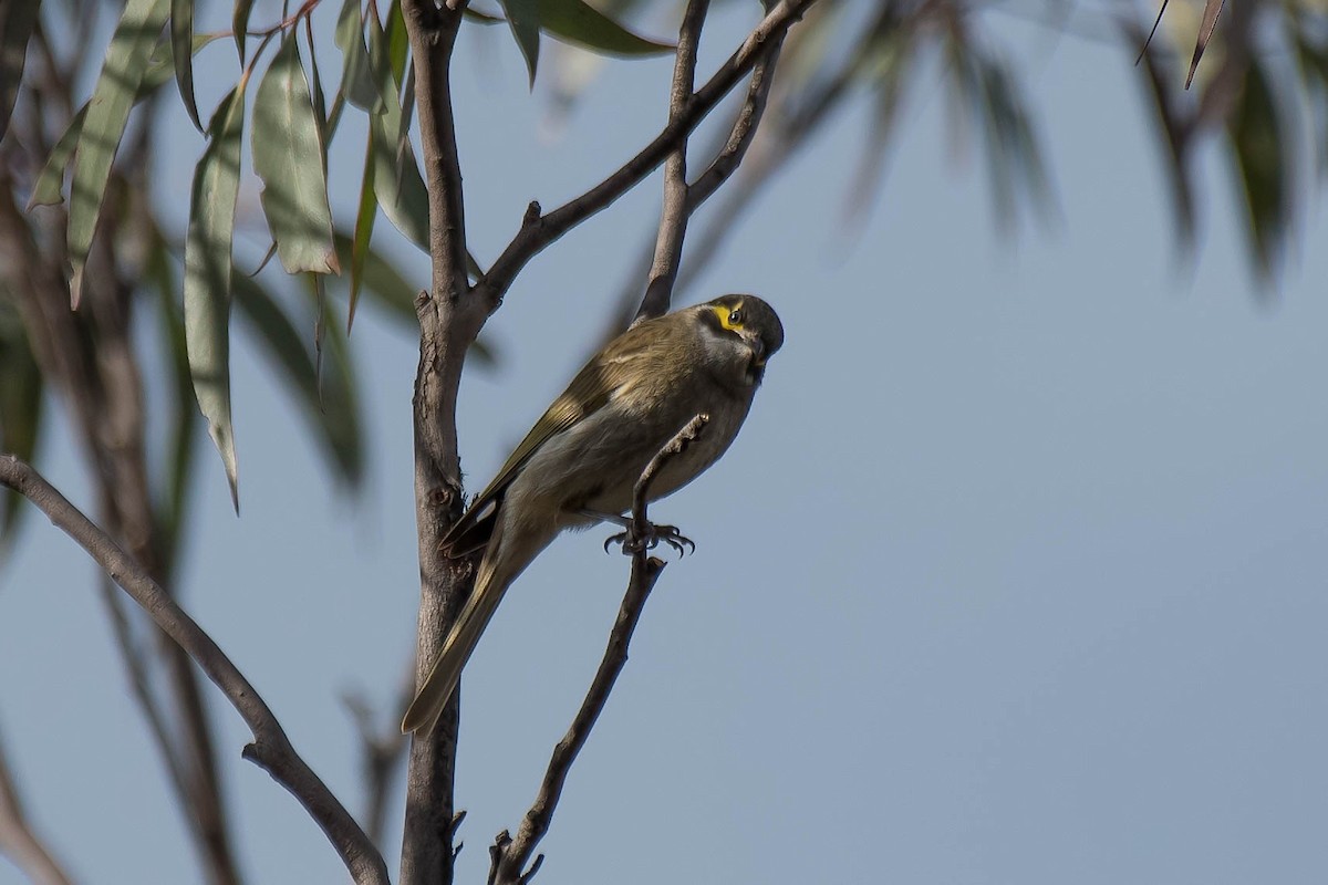 Yellow-faced Honeyeater - Terence Alexander
