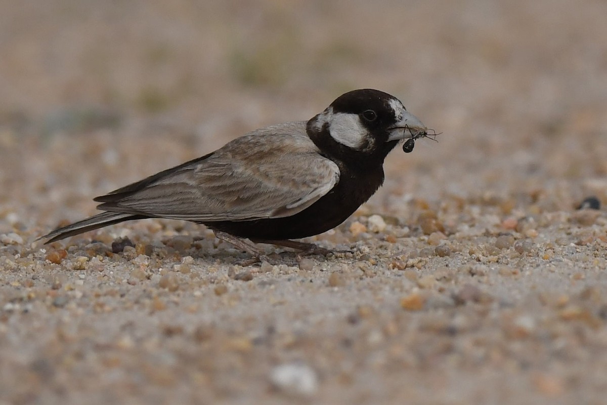 Black-crowned Sparrow-Lark - ML109614791
