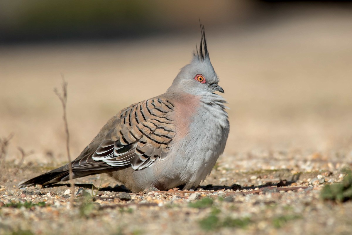 Crested Pigeon - ML109619491