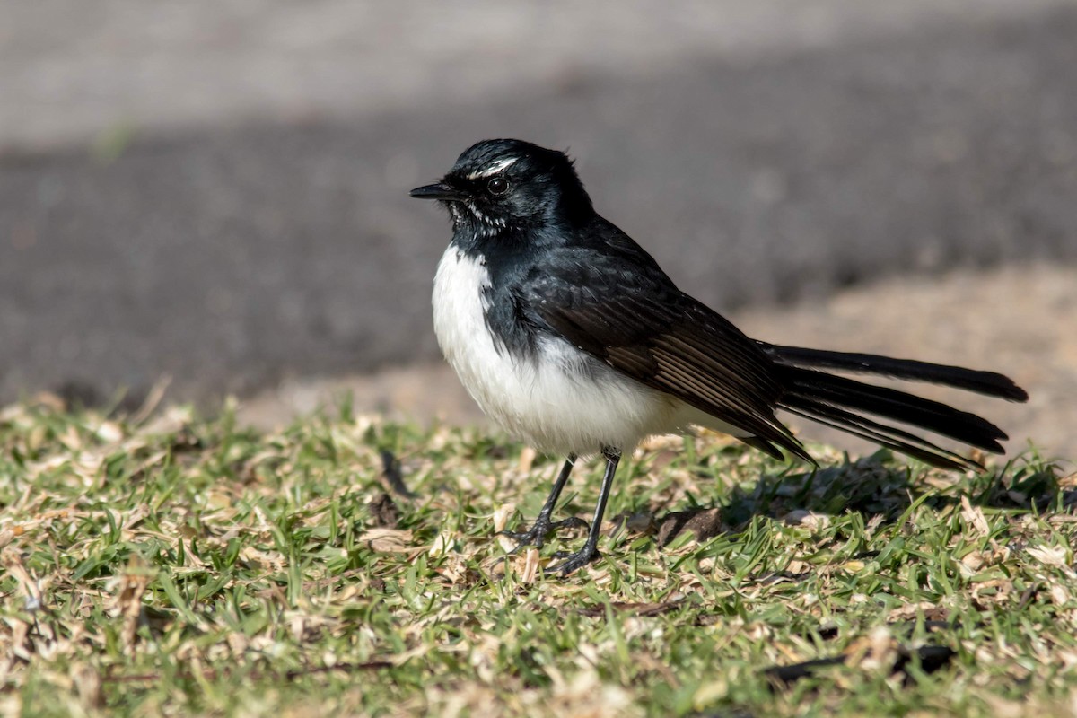 Willie-wagtail - ML109619521