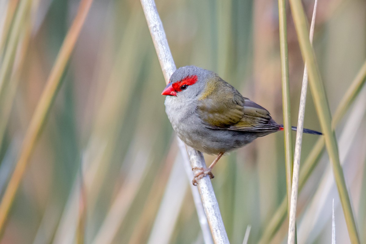 Red-browed Firetail - ML109619591