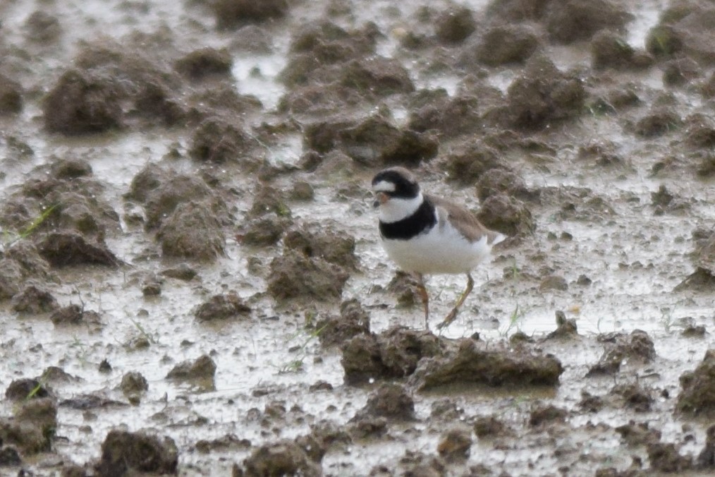 Semipalmated Plover - ML109619931