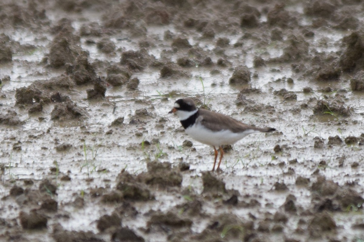 Semipalmated Plover - ML109619971