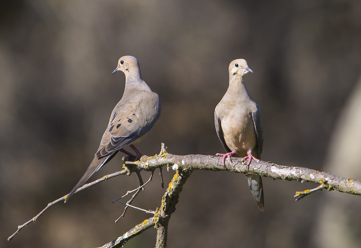 Mourning Dove - Jerry Ting