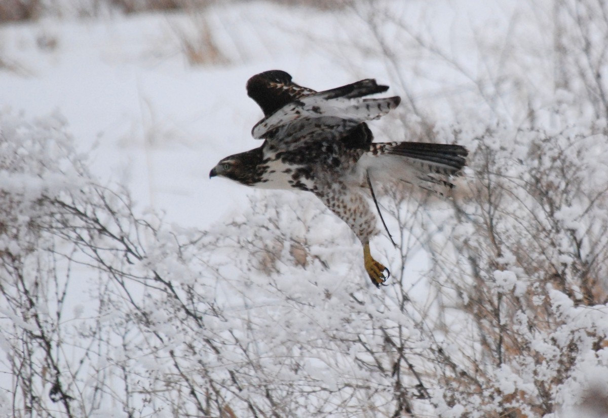 Red-tailed Hawk - ML109621791
