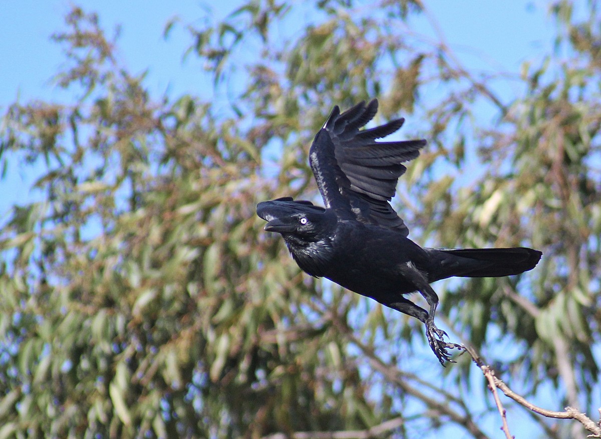Australian Raven - ML109625371
