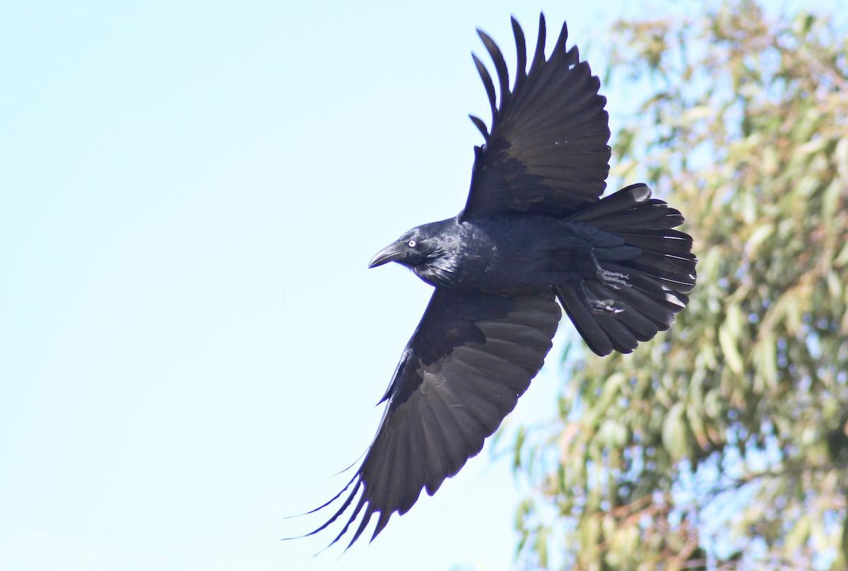 Australian Raven - ML109625441