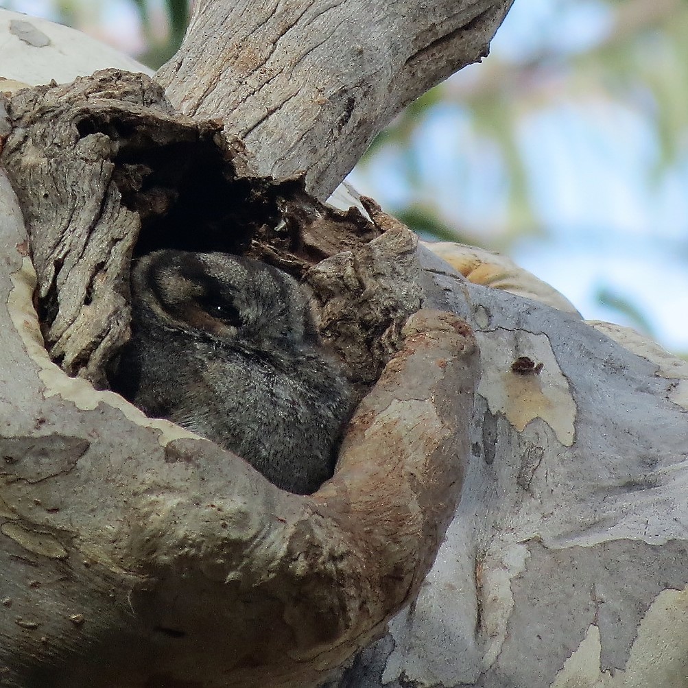 Australian Owlet-nightjar - Ash Allnutt